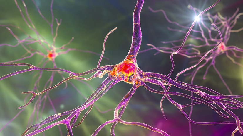 «Конфигурация и количество синапсов»: российский учёный — о передовых методах изучения работы нейронов головного мозга
