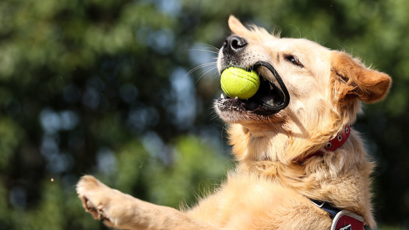Кинолог Голубев предостерёг от применения агрессивных методов дрессировки