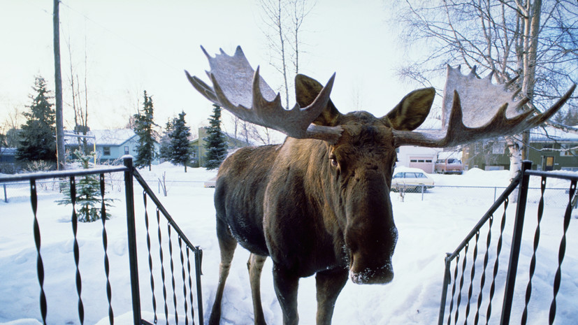 В США женщину затоптал прикормленный во дворе дома лось