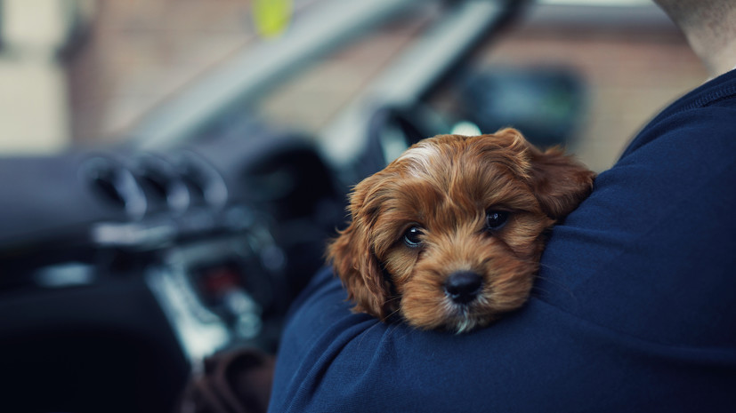 В России предложили разрешить полицейским вскрывать авто для спасения животных