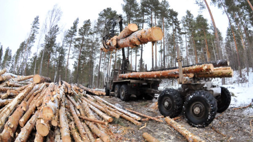 Объём незаконных рубок леса в Кировской области сократился вдвое