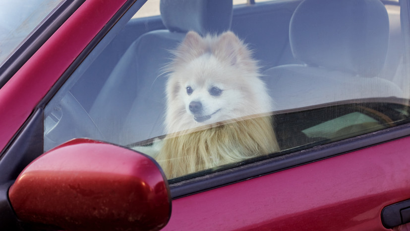 Автоюрист Радько прокомментировал идею разрешить полиции вскрывать авто для спасения животных