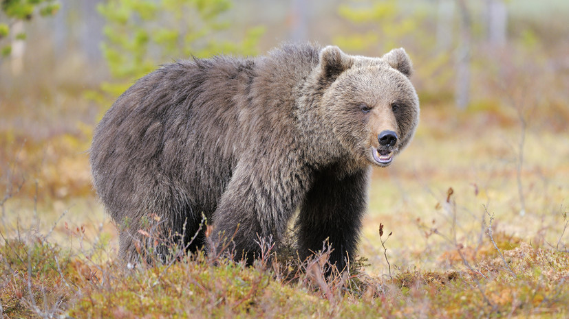 Медведь напал на двух рабочих на месторождении в Якутии