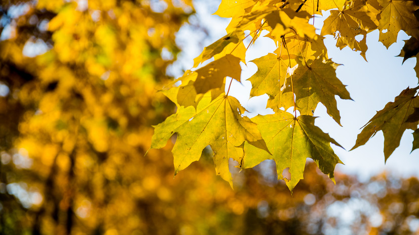 Синоптик Тишковец назвал возможные последствия аномально тёплой осени