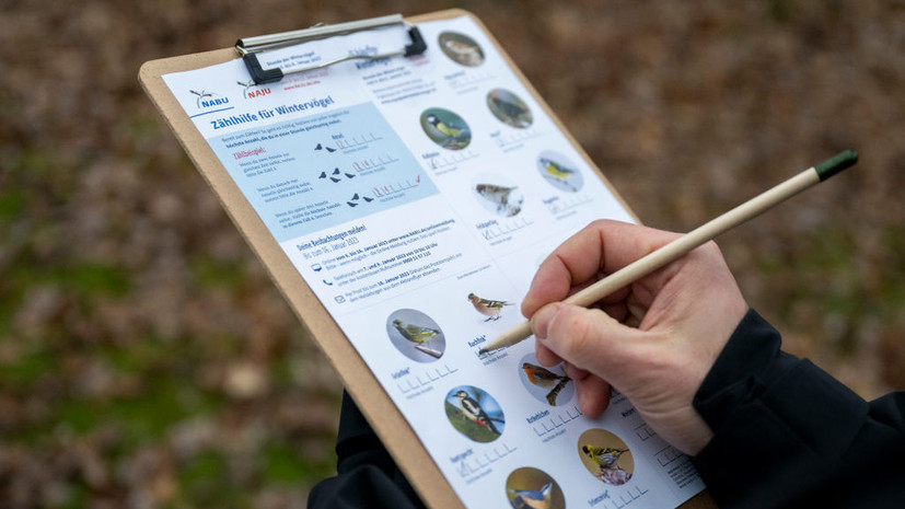 Биолог Резанов рассказал об итогах всероссийской переписи птиц