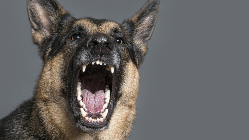 В ХМАО проводят проверку после того, как собака укусила девочку за лицо