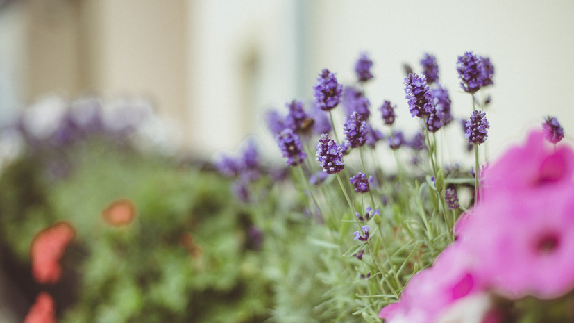 Стала известна программа празднования 250-летия Миасса