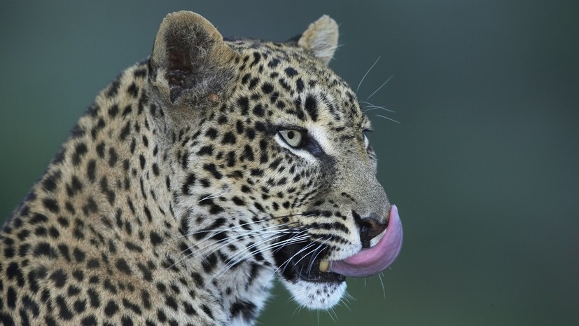 Учёные составили генеалогическое древо леопардов из дальневосточного заповедника