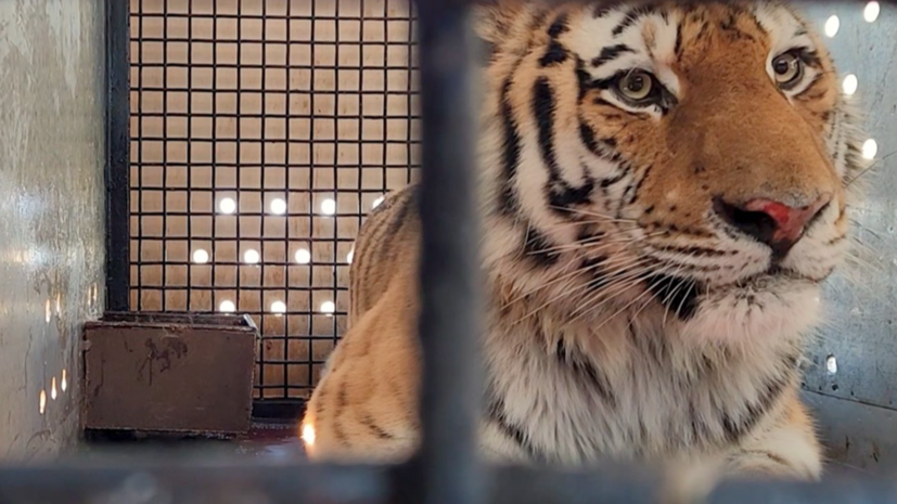 В Московский зоопарк привезли амурского тигра