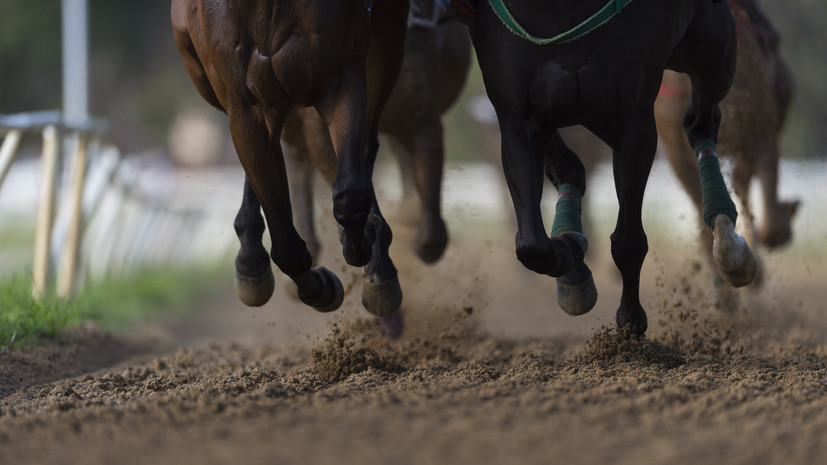 В Госдуме назвали логичным возвращение россиян к турнирам по конному спорту