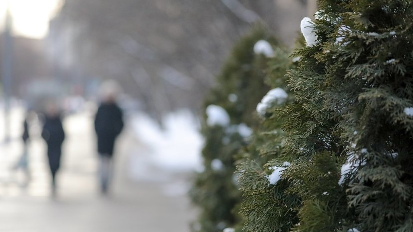 В Подмосковье установят 110 праздничных елей предстоящей зимой