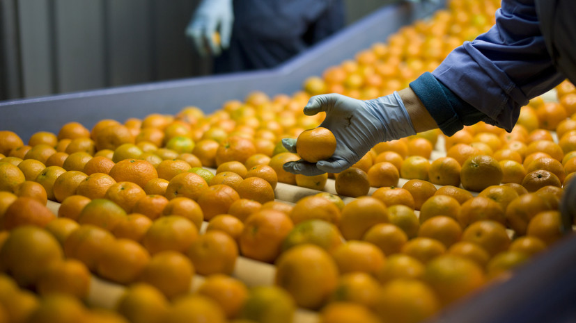 Специалист Лялина: вкус мандарина зависит от условий и сроков сбора