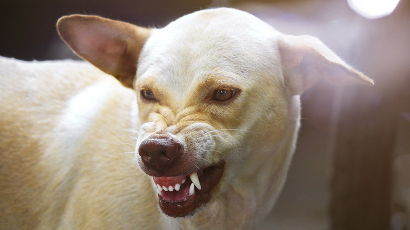 В Усолье-Сибирском мужчина погиб в результате нападения собак