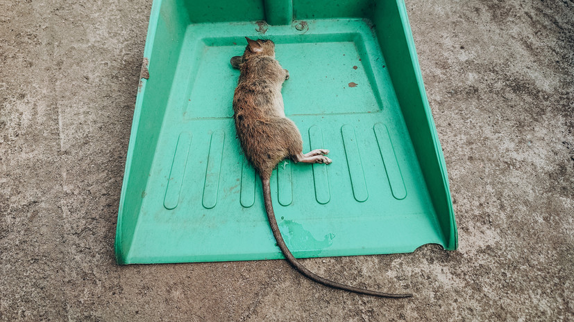 В австралийском штате Квинсленд умирающие крысы заполонили пляжи города Карумба