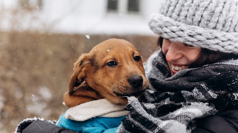 Ветврач Широкожухова: собака может мёрзнуть на прогулке из-за нетипичной линьки