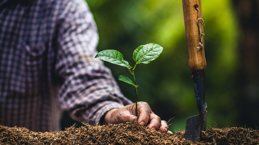 В ЛНР провели осенние высадки деревьев в память о героях СВО