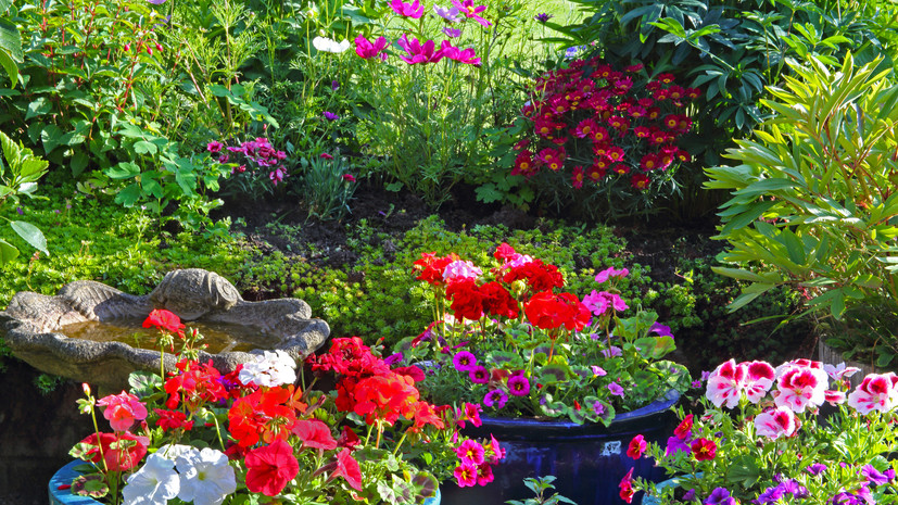 Ландшафтный дизайнер Воронова: герань — одно из самых аллергенных растений