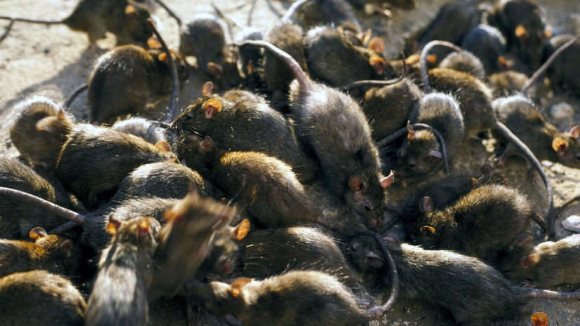 Provence: школы французского Марселя наводнили крысы