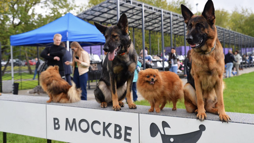 Площадка проекта «Питомцы в Москве» получила премию