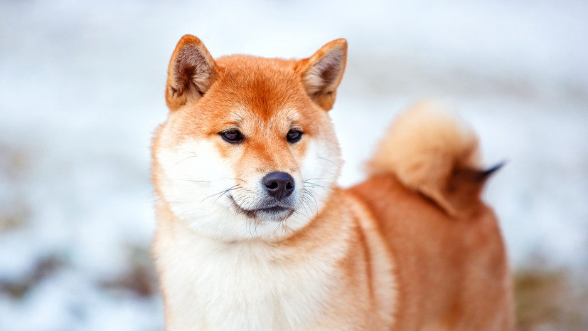 Кинолог Голубев предупредил о риске кражи собаки из-за выкупа