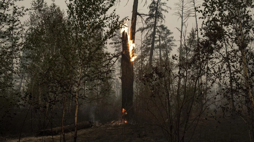 В Подмосковье согласовали план противопожарного обустройства заповедных лесов