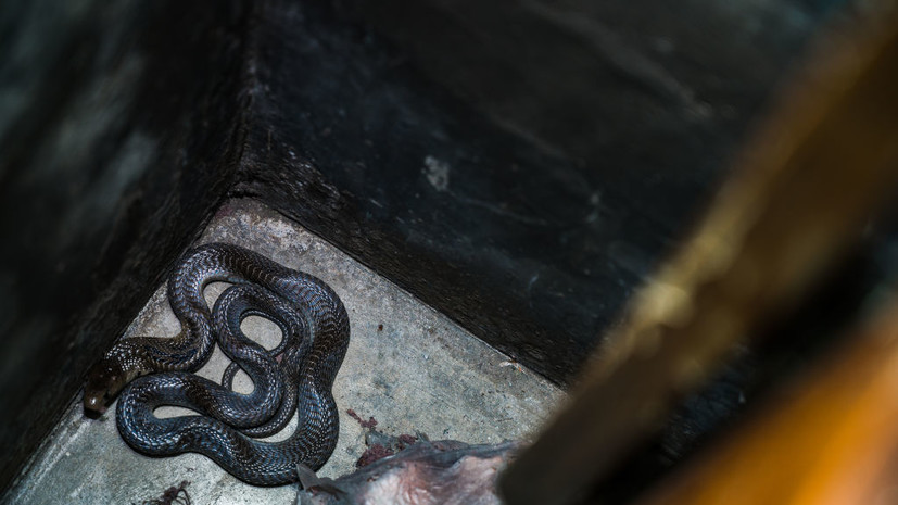 Герпетолог Черлин посоветовал не трогать найденную в доме змею