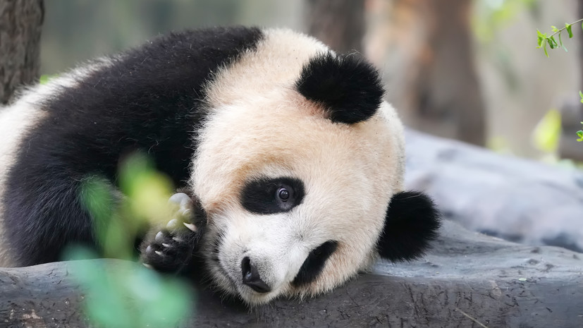 В Китае заявили, что две гигантские панды вернутся из Великобритании в декабре