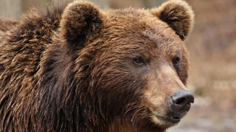 В Коми два человека пострадали в результате нападения медведицы