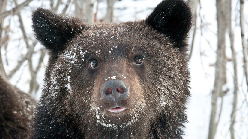 На Камчатке медведь-шатун напал на сторожа рыболовно-охотничьей базы