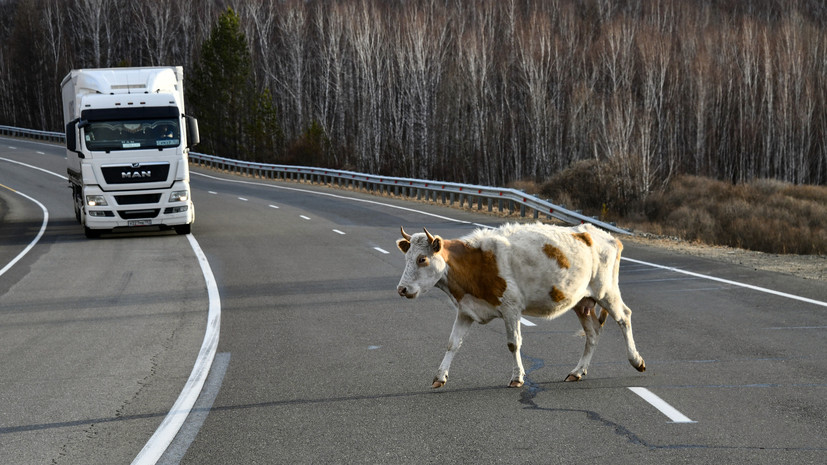 В Красноярском крае 35 коров погибли в ДТП с двумя фурами