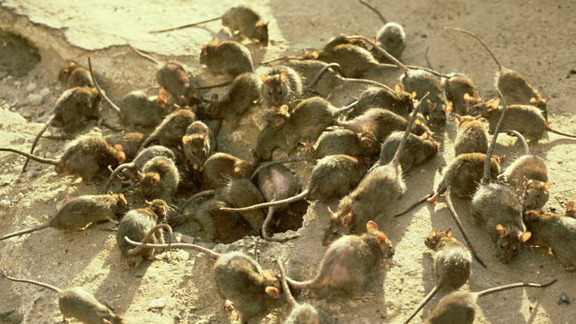 «У грызунов демографический бум»: как на передовой справляются с нашествием мышей в блиндажах