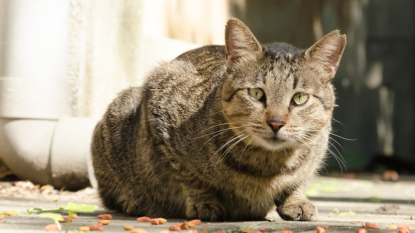 DM: жители Сискейла в Британии пожаловались на стаю «радиоактивных котов»
