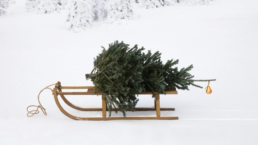 В Госдуме объяснили, как можно легально срубить ёлку в лесу