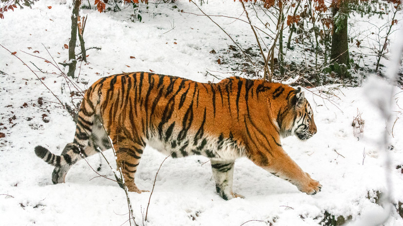 В Хабаровском крае трёх человек осудили за незаконную добычу тигра