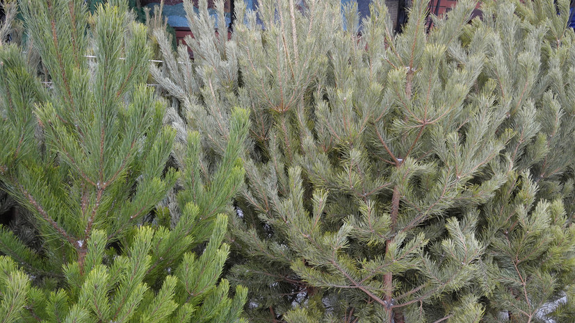 В Московском зоопарке началась акция по сбору новогодних ёлок