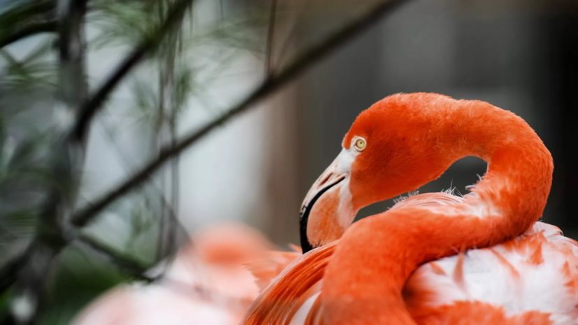В зоопарк Ижевска передали фламинго из Кировской области
