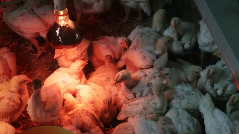 Россия планирует ограничить транзит птицеводческой продукции из США в Казахстан