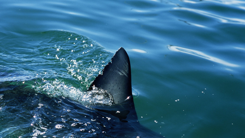 В Австралии акула напала на 16-летнего подростка