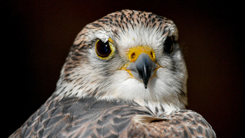 В Татарстане рассказали о проекте по возрождению популяции соколов-балобанов