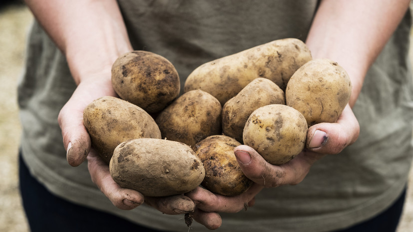 Гастроэнтеролог Сухорукова рассказала о продуктах, способных вызвать гастрит