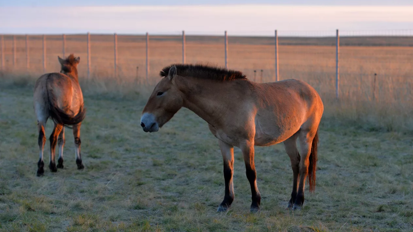 В Центре реинтродукции лошади Пржевальского рассказали об итогах года
