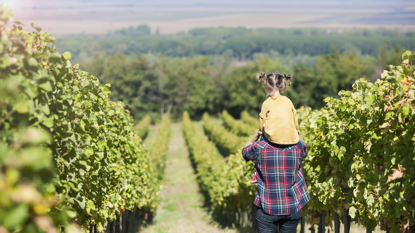 В Совфеде предложили разрешить виноделам строить туристическую инфраструктуру