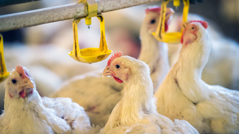 РБК: в X5 Group объяснили задержки поставок курицы в магазины морозами