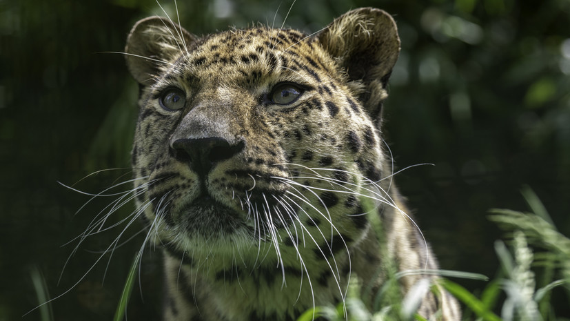 Фото из «Земли леопардов» отметили на всемирном фотоконкурсе