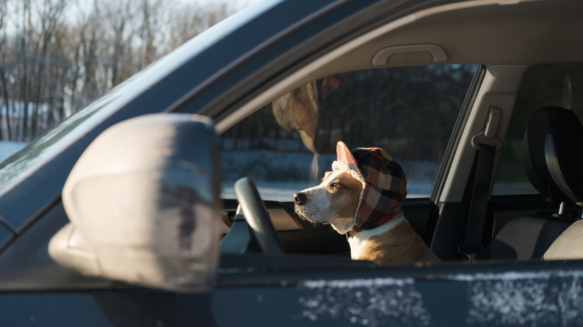 В Удмуртии водителям напомнили о животных, забирающихся в машины в мороз