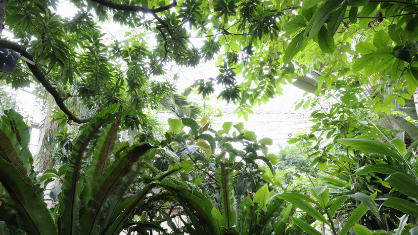 Ботанический сад КФУ войдёт в список особо охраняемых природных территорий