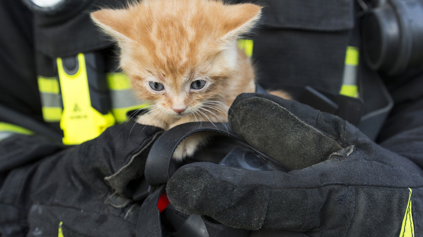 В Крыму сотрудники МЧС России спасли 15 котов от пожара