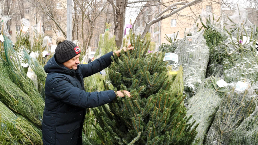 В Тюменской области началась акция по сбору новогодних ёлок
