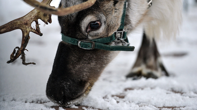 В Ульяновской области начался зимний учёт диких животных