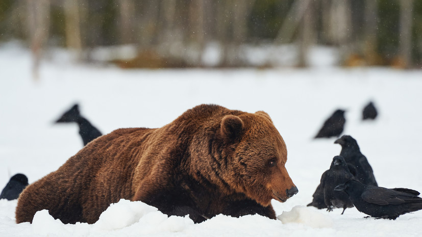 В Нижегородской области рассказали о численности медведей в лесах
